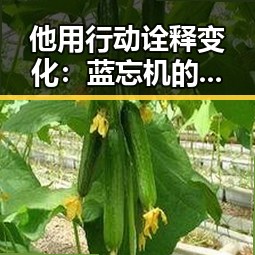 他用行动诠释变化：蓝忘机的坚韧与突破